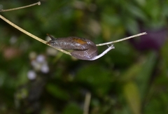 Helicarionoidea