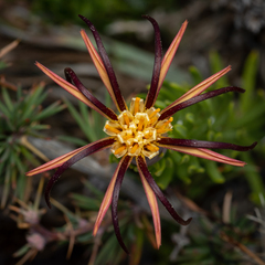 Mutisia linearifolia
