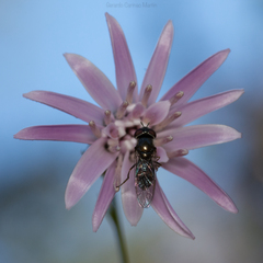 Platycheirus fenestrata