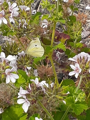 Pieris rapae