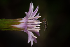 Platycheirus fenestrata