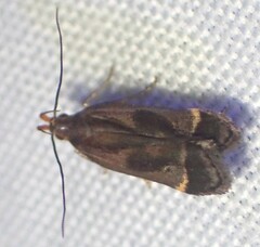 Dichomeris ochripalpella