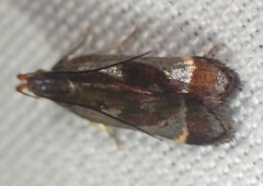 Dichomeris ochripalpella