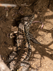 Liolaemus curicensis