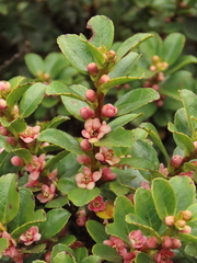 Symplocos theiformis