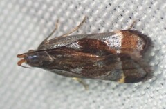 Dichomeris ochripalpella