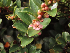 Symplocos theiformis