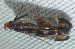 Dichomeris ochripalpella
