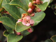 Symplocos theiformis