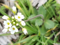 Tomostima cuneifolia