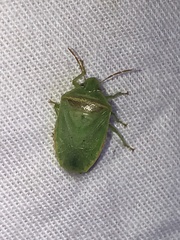 Piezodorus guildinii