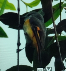 Pericrocotus cinnamomeus