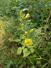 Aureolaria grandiflora
