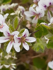 Chinoneides tasmaniensis