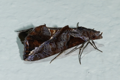 Plusiodonta clavifera