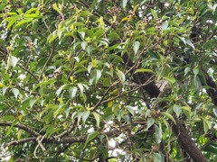 Schima superba superba