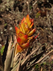Tillandsia turneri