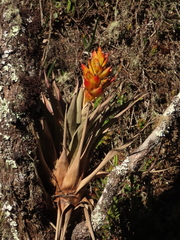 Tillandsia turneri