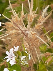 Chinoneides tasmaniensis