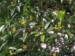 Schima superba superba