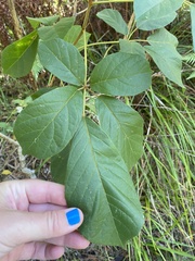 Handroanthus chrysotrichus