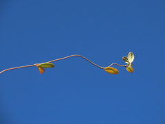 Valeriana crassifolia