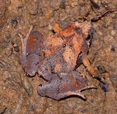 Microhyla