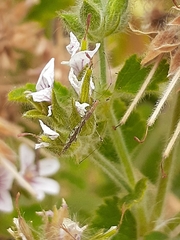 Chinoneides tasmaniensis