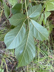 Handroanthus chrysotrichus
