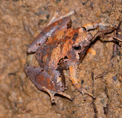 Microhyla