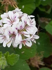 Chinoneides tasmaniensis
