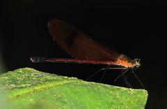 Matronoides cyaneipennis