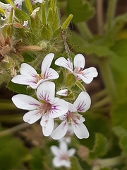 Chinoneides tasmaniensis