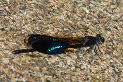 Euphaea subcostalis