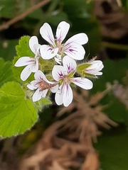 Chinoneides tasmaniensis