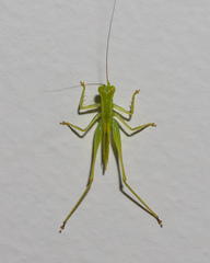 Austrophlugis orumbera