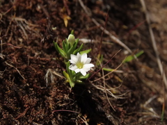Gentiana sedifolia