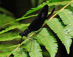 Matronoides cyaneipennis