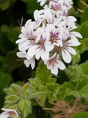 Chinoneides tasmaniensis