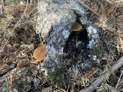 Pluteus vellingae
