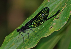 Matronoides cyaneipennis