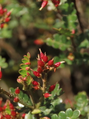 Weinmannia fagaroides