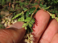 Weinmannia fagaroides