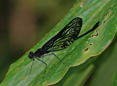 Matronoides cyaneipennis