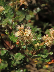 Weinmannia fagaroides