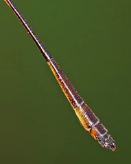 Drepanosticta actaeon