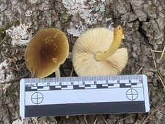 Pluteus vellingae