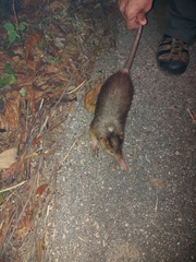 Solenodon paradoxus