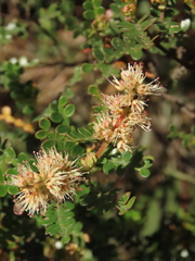 Weinmannia fagaroides