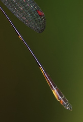 Drepanosticta actaeon